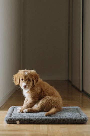 Hund,-Kattbädd, mörkgrå - Bild 4