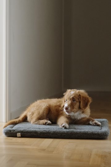 Hund,-Kattbädd, mörkgrå - Bild 2