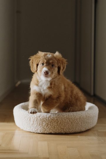 Hund-, Kattbädd i ull, beige - Bild 2